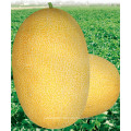 HSM03 Kaolv oval goldgelb F1 Hybrid hami Melonenkerne, Honigmelone